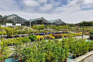 Comprar Plantas de Temporada Coniferas | Centro de Jardinería Altamira Garden 