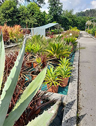 Comprar Plantas de Temporada Palmeras Cantabria | Centro de Jardinería Altamira Garden 