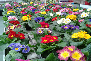 Comprar Plantas de Temporada | Centro de Jardinería Altamira Garden 