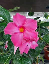 Venta Plantas con Flor | Centro de Jardinería Altamira Garden 