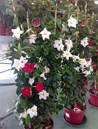 Comprar Plantas de Temporada Trepadoras Cantabria | Centro de Jardinería Altamira Garden 