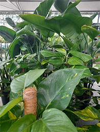 Venta Plantas Verdes | Centro de Jardinería Altamira Garden 