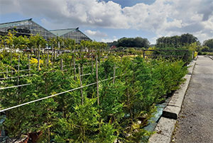 Coniferas | Centro de Jardinería Altamira Garden 