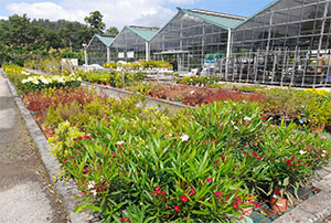 Comprar Arbustos Cantabria | Centro de Jardinería Altamira Garden 