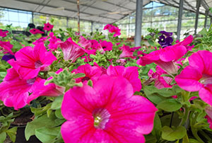 Venta Plantas de Temporada | Centro de Jardinería Altamira Garden 