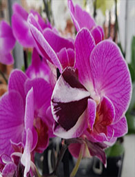 Comprar Plantas con Flor | Centro de Jardinería Altamira Garden 