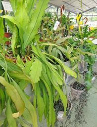 Comprar Cactus Cantabria  | Centro de Jardinería Altamira Garden 