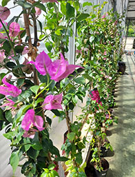 Comprar Plantas Trepadoras Cantabria | Centro de Jardinería Altamira Garden 