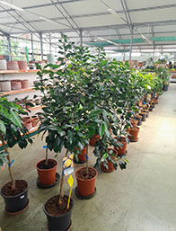 Comprar Plantas de Temporada Frutales | Centro de Jardinería Altamira Garden 