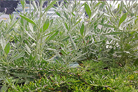 Venta Plantas de Temporada Aromáticas Cantabria | Centro de Jardinería Altamira Garden 