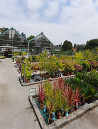 Palmeras Cantabria | Centro de Jardinería Altamira Garden 