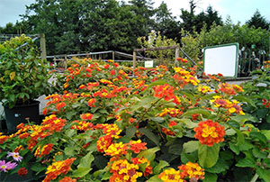 Comprar Plantas de Temporada Arbustos | Centro de Jardinería Altamira Garden 