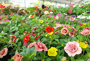 Plantas de Temporada | Centro de Jardinería Altamira Garden 