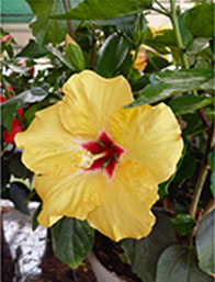 Venta Plantas con Flor Cantabria | Centro de Jardinería Altamira Garden 