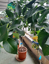 Temporada Frutales | Centro de Jardinería Altamira Garden 