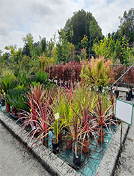 Palmeras Comprar en Cantabria