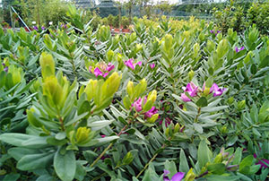 Arbustos | Centro de Jardinería Altamira Garden 