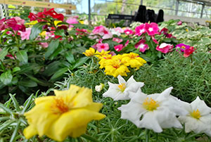 Comprar Plantas de Temporada Cantabria | Centro de Jardinería Altamira Garden 