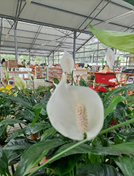 Plantas con Flor | Centro de Jardinería Altamira Garden 