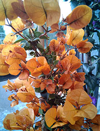 Trepadoras | Centro de Jardinería Altamira Garden 