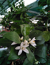 Arboles Frutales Cantabria | Centro de Jardinería Altamira Garden 