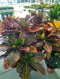 Comprar Plantas Verdes | Centro de Jardinería Altamira Garden 