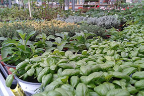 Comprar Plantas de Temporada Aromátics Cantabria | Centro de Jardinería Altamira Garden 