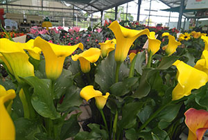 Venta Plantas de Temporada Cantabria | Centro de Jardinería Altamira Garden 