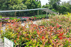 Arbustos Cantabria | Centro de Jardinería Altamira Garden 