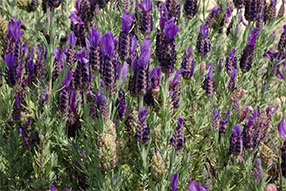 Comprar Plantas de Temporada Aromática | Centro de Jardinería Altamira Garden 