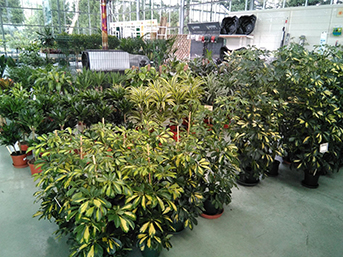 Comprar Plantas Cantabria | Centro de Jardinería Altamira Garden 