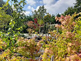 Comprar Plantas de Exterior Arbustos Cantabria | Centro de Jardinería Altamira Garden 